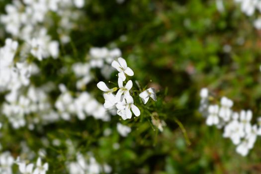 Spreading rock cress flowers - Latin name - Arabis procurrens var. ferdinandi-coburgii (Arabis ferdinandi-coburgii)