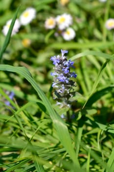 Common bugle flowers - Latin name - Ajuga reptans