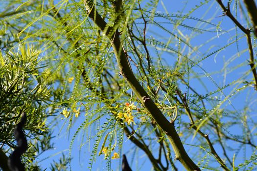 Jerusalem Thorn branches - Latin name - Parkinsonia aculeata