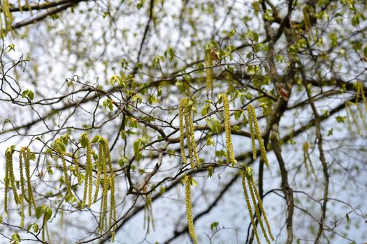 European hop hornbeam branches with flowers - Latin name - Ostrya carpinifolia