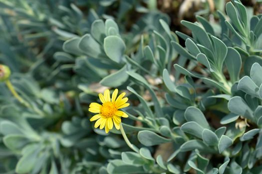 Barbary ragweed flower - Latin name - Othonna cheirifolia