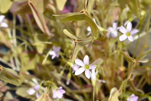 Shamrock Sanne flowers - Latin name - Oxalis triangularis Sanne
