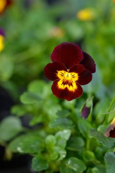 Horned violet cultivar flower - Latin name - Viola cornuta Sorbet Ruby Gold Babyface