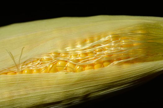 Fresh sweet corn detail on black background