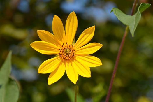 Jerusalem artichoke flower - Latin name - Helianthus tuberosus