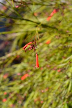 Firecracker plant flowers - Latin name - Russelia equisetiformis