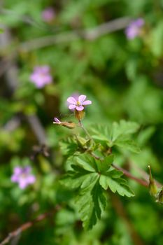 Little Robin flowers - Latin name - Geranium purpureum