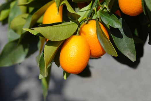 Kumquat fruit - Latin name - Fortunella japonica