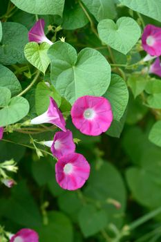 Common morning glory flowers - Latin name - Ipomoea purpurea