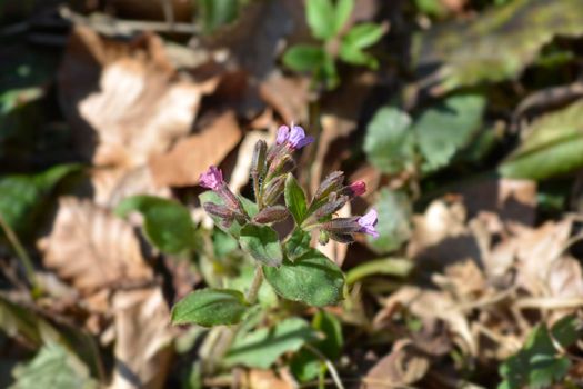 Common lungwort - Latin name - Pulmonaria officinalis