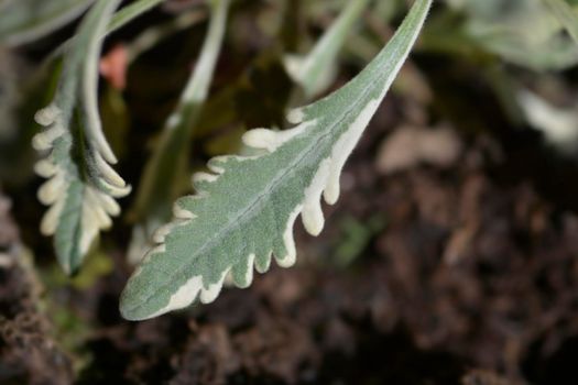 Variegated Fringed Lavander leaves - Latin name - Lavandula dentata Variegata