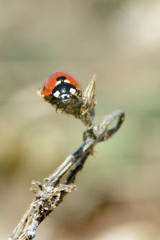 Seven-spot ladybird Coccinella septempunctata on top of dry thorn