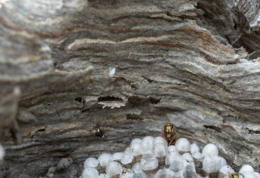 Wasp inside nest, front view