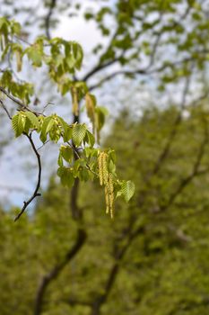 European hop hornbeam branches with flowers - Latin name - Ostrya carpinifolia