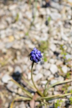Common grape hyacinth flower - Latin name - Muscari neglectum