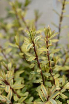 Shrubby Veronica Goldrush leaves - Latin name - Hebe Goldrush