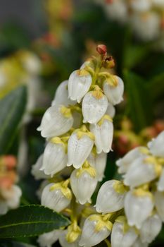 Japanese andromeda flowers - Latin name - Pieris japonica