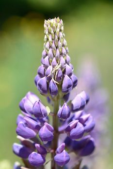 Large leaved lupine flowers - Latin name - Lupinus polyphyllus