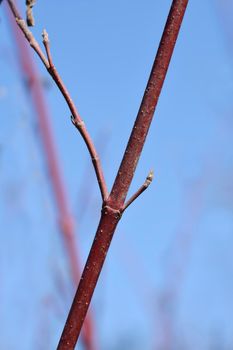 Siberian dogwood branch with buds - Latin name - Cornus alba Sibirica