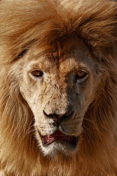 Portrait of a Beautiful lion.