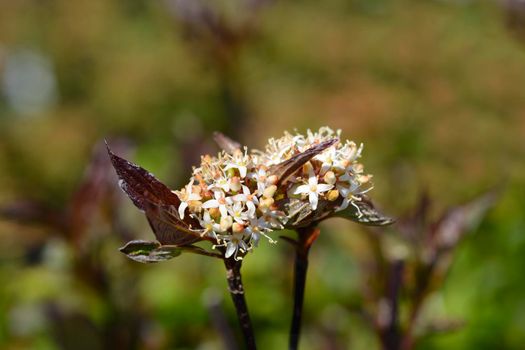 White dogwood Kesselringii flower buds - Latin name - Cornus alba Kesselringii