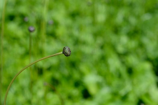 Single-flowered sawwort flower bud - Latin name - Klasea lycopifolia (Serratula lycopifolia)