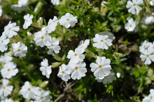 Creeping Phlox White Delight flowers - Latin name - Phlox subulata White Delight