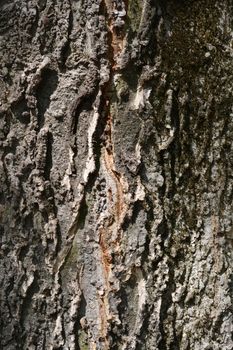 Common hackberry bark detail - Latin name - Celtis occidentalis