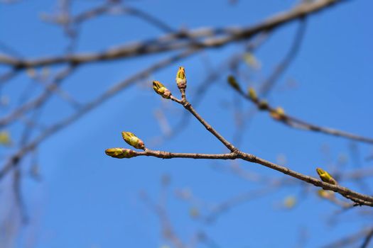 Norway maple branches with buds - Latin name - Acer platanoides