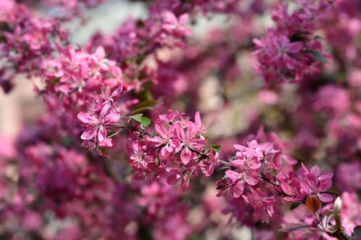 Crabapple flowers - Latin name - Malus x purpurea
