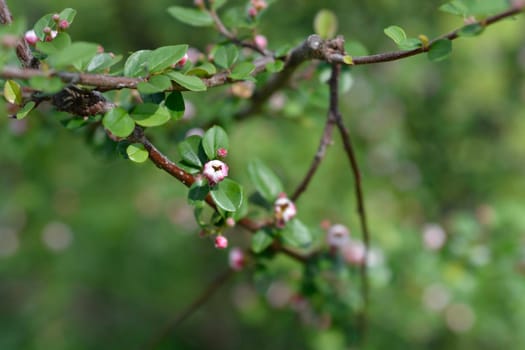 Few-flowered cotoneaster branch with flowers - Latin name - Cotoneaster nitens