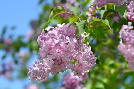 Lilac Esther Staley flowers - Latin name - Syringa x hyacinthiflora Esther Staley