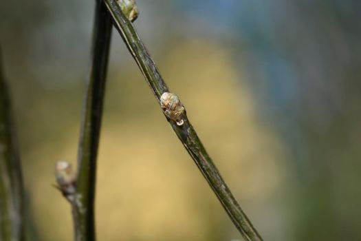 Siberian Pea Shrub branch with leaf buds - Latin name - Caragana arborescens