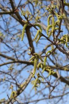 Common walnut branch with flowers and new leaves - Latin name - Juglans regia