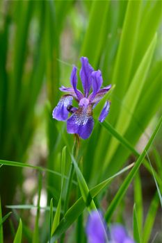 Siberian iris - Latin name - Iris sibirica