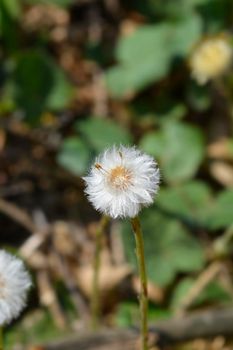 Coltsfoot seed head - Latin name - Tussilago farfara