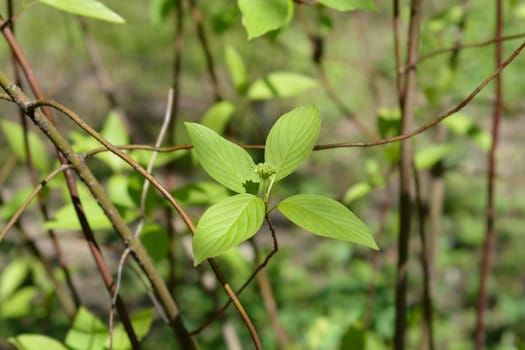 Stiff dogwood brranch with flower buds - Latin name - Cornus stricta