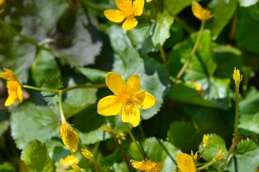 Marsh Marigold flowers - Latin name - Caltha palustris