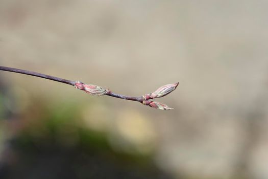Japanese Maple Garnet new leaves - Latin name - Acer palmatum Garnet