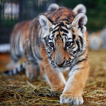 Pretty Tiger cub portrait. Tiger playing around (Panthera tigris)