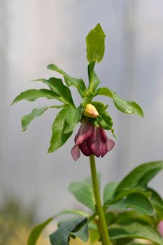 Lenten rose glower buds - Latin name - Helleborus orientalis