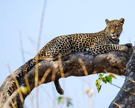 Beautiful Wildlife places in  Khwai, Botswana