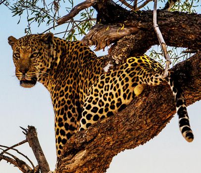 Beautiful Wildlife places in  Khwai, Botswana