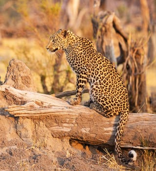 Beautiful Wildlife places in  Khwai, Botswana
