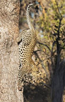 Magical Wildlife places in Khwai, Botswana