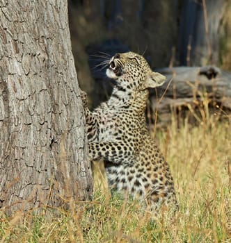 Magical Wildlife places in Khwai, Botswana