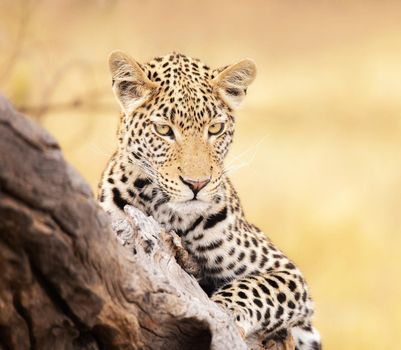 Magical Wildlife places in Khwai, Botswana