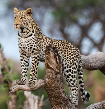 Magical Wildlife places in Khwai, Botswana