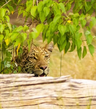 Magical Wildlife places in Khwai, Botswana