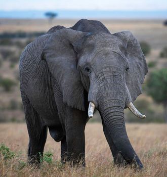 Khwai, Botswana wildlife  Pictures